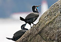 Phalacrocorax penicillatus